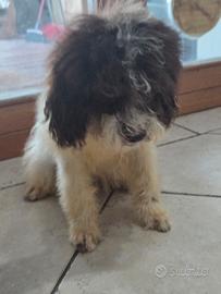 Cucciola fremmina di lagotto