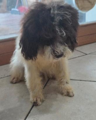 Cucciola fremmina di lagotto