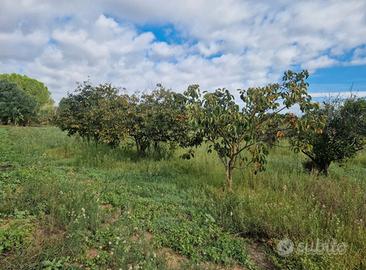 Terreno agricolo parzialmente piantumato