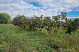 Terreno agricolo parzialmente piantumato
