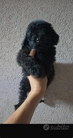 Cucciolo toy