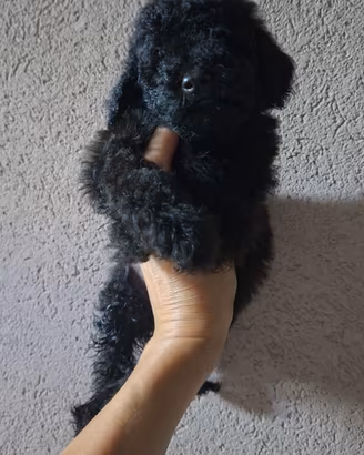 Cucciolo toy