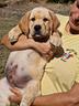 cucciolo-di-labrador-pedigree-da-campioni