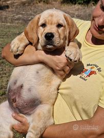 Cucciolo di Labrador - PEDIGREE DA CAMPIONI