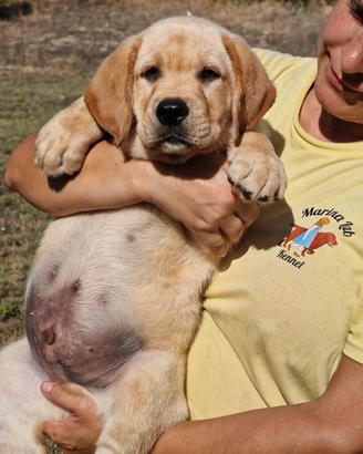 Cucciolo di Labrador - PEDIGREE DA CAMPIONI