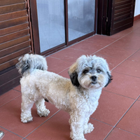 Dolce Shih-poo maschio per accoppiamento