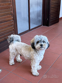 Dolce Shih-poo maschio per accoppiamento