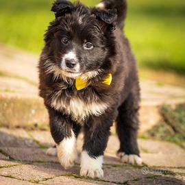 Cucciola femmina border collie