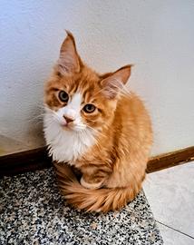 Cuccioli Maine Coon