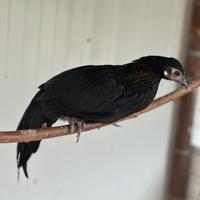 Galline ornamentali Phoenix