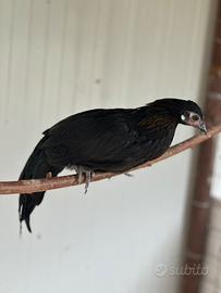 Galline ornamentali Phoenix