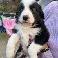 Cucciola di Border Collie