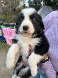 Cucciola di Border Collie