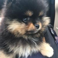 VOLPINI SPITZ di POMERANIA cuccioli black e tan