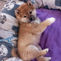 Shiba con PEDIGREE