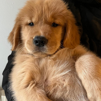 Cucciola golden retriever 100% americana