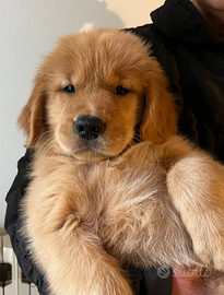 Cucciola golden retriever 100% americana
