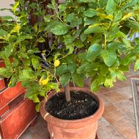 Pianta di limone in vaso di terracotta