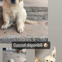 Cuccioli di Golden retriver con pedigree