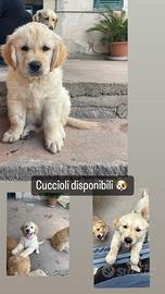 Cuccioli di Golden retriver con pedigree