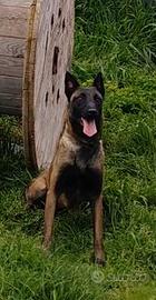 Pastore belga malinois