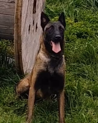 Pastore belga malinois