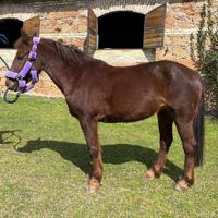 Pony per pony games e salto ostacoli