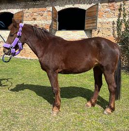 Pony per pony games e salto ostacoli