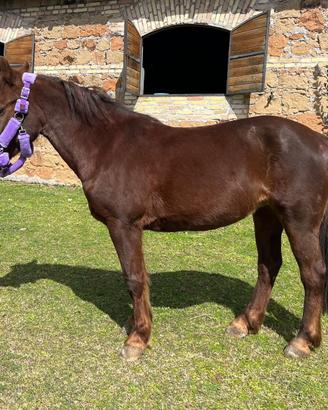 Pony per pony games e salto ostacoli