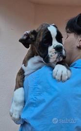 Boxer cucciolo con pedigree