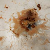 GRINDAL WORMS grindalworms mangime cibo vivo