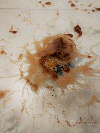 GRINDAL WORMS grindalworms mangime cibo vivo