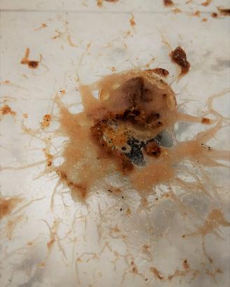 GRINDAL WORMS grindalworms mangime cibo vivo