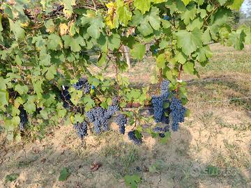 Uva freisa e barbera da vinificare.