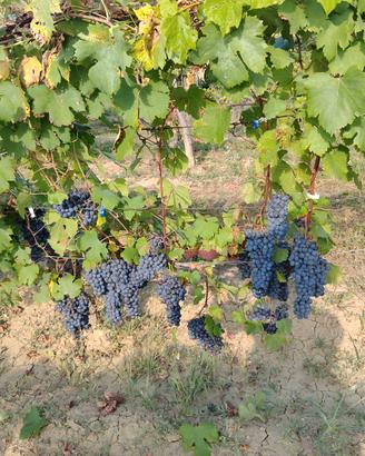 Uva freisa e barbera da vinificare.