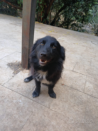 Allegro cucciolo pagliaccino d 10kg