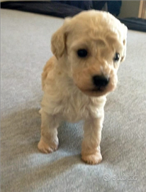 Barboncini toy vari vari colori maschio e femmina