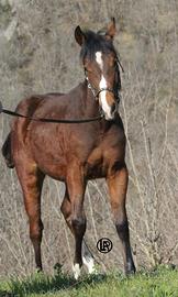 Remuda Walhalla Snap