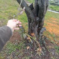 piante di mora senza spine 