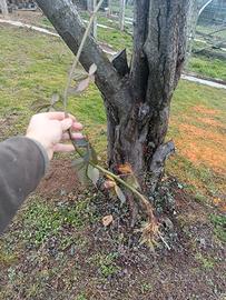 piante di mora senza spine 