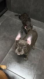 Bulldog francese cucciolata