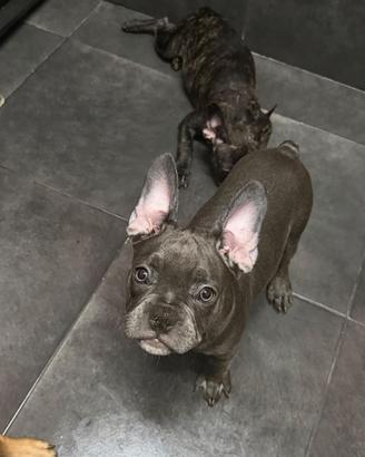 Bulldog francese cucciolata