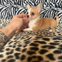 Chihuahua femmina bianco arancio mini Toy