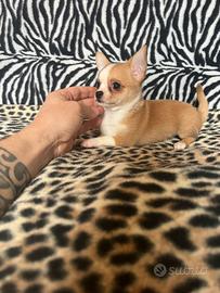 Chihuahua femmina bianco arancio mini Toy