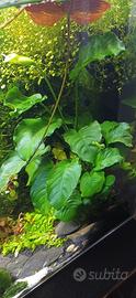 Grande piante anubias con legno