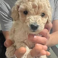 Solo per chi ama gli animali