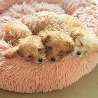 Cucciola Barboncina MiniToy Femmina Red Barboncino