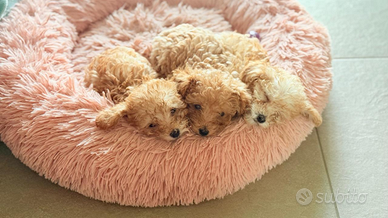 Cucciola Barboncina MiniToy Femmina Red Barboncino