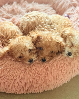 Cucciola Barboncina MiniToy Femmina Red Barboncino