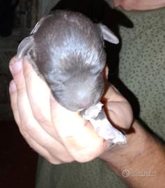 Cuccioli Lagotto romagnolo